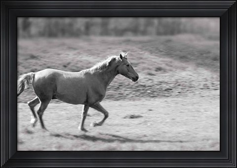 Framed Pasture Run Print
