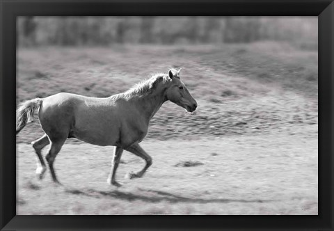 Framed Pasture Run Print