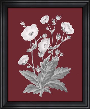 Framed Pomegranate Botanical VI Print