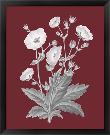 Framed Pomegranate Botanical VI Print