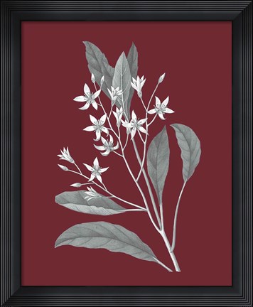 Framed Pomegranate Botanical V Print