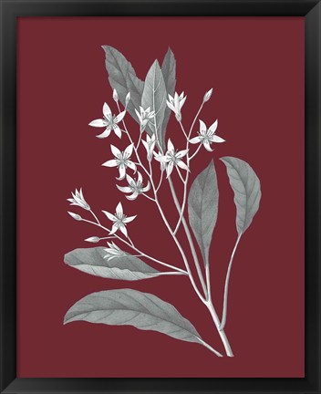 Framed Pomegranate Botanical V Print