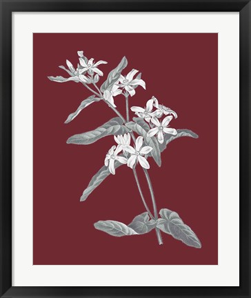 Framed Pomegranate Botanical IV Print