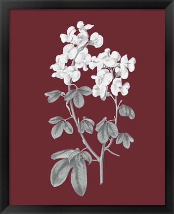 Framed Pomegranate Botanical III Print