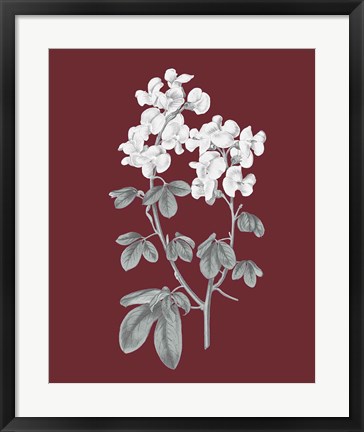 Framed Pomegranate Botanical III Print