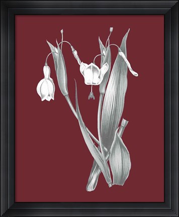 Framed Pomegranate Botanical II Print