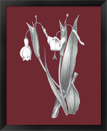 Framed Pomegranate Botanical II Print