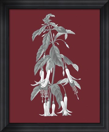 Framed Pomegranate Botanical I Print