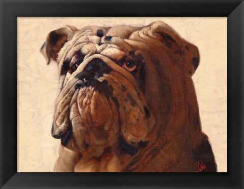 Framed Bulldog Print