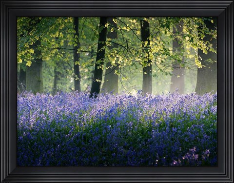 Framed Last of The Bluebells Print