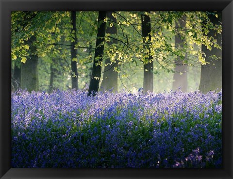 Framed Last of The Bluebells Print