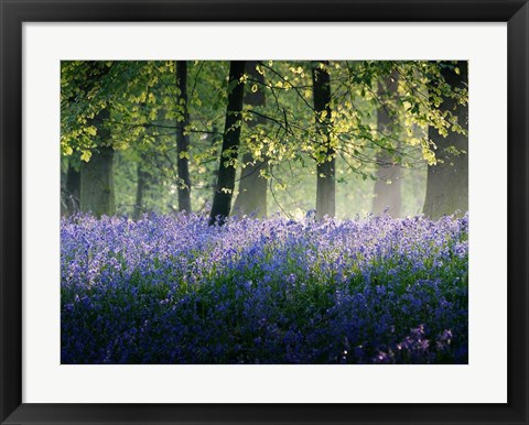 Framed Last of The Bluebells Print