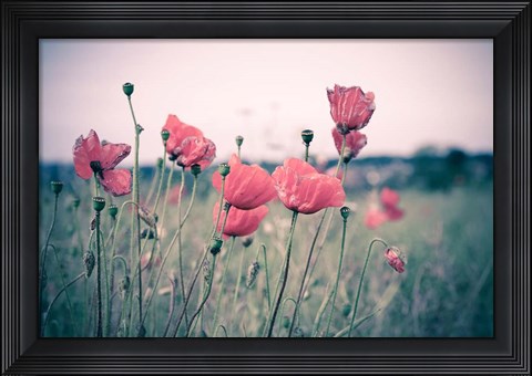 Framed Pink Tulips Print