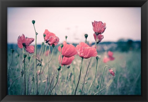 Framed Pink Tulips Print