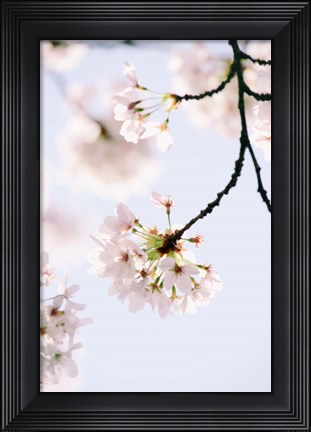 Framed Paris Petals Print