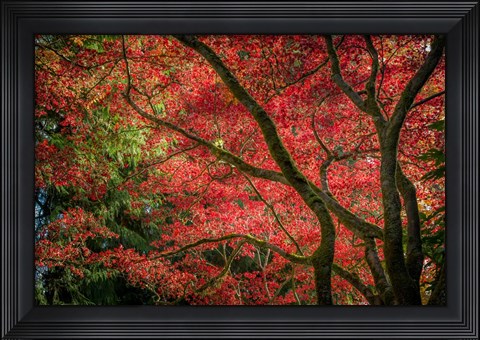 Framed Autumn Beauty Print
