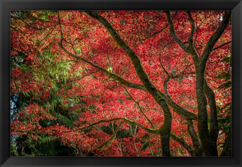 Framed Autumn Beauty Print