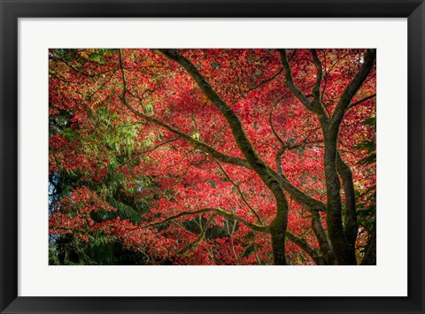 Framed Autumn Beauty Print