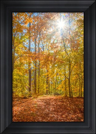 Framed Autumn Forest Print