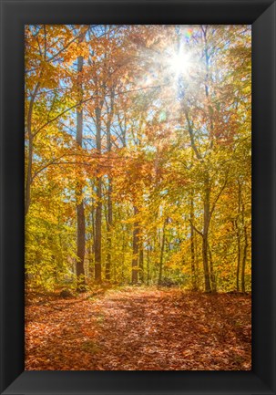 Framed Autumn Forest Print