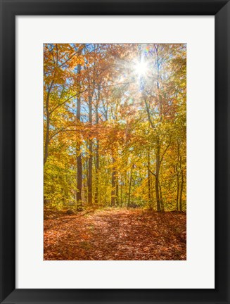 Framed Autumn Forest Print