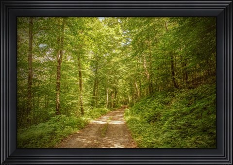 Framed Forest Road Print