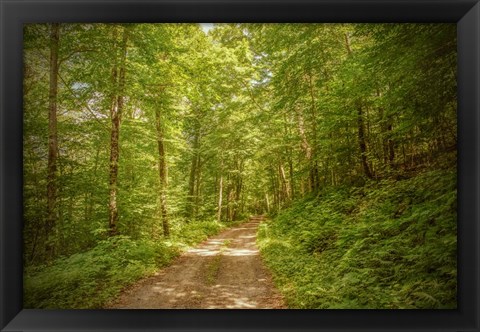 Framed Forest Road Print