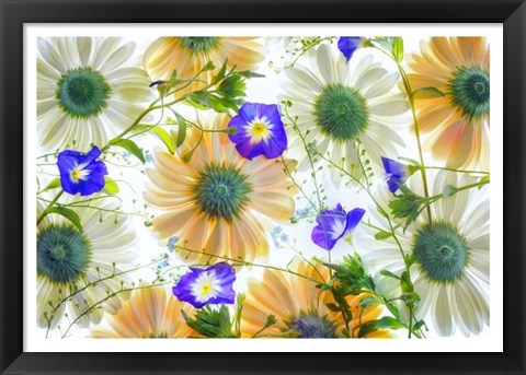 Framed Gerbera flowers and Blue Ensign Print