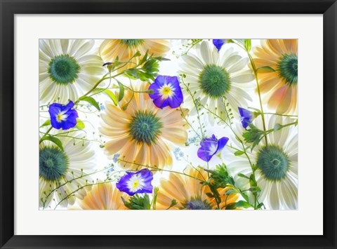 Framed Gerbera flowers and Blue Ensign Print