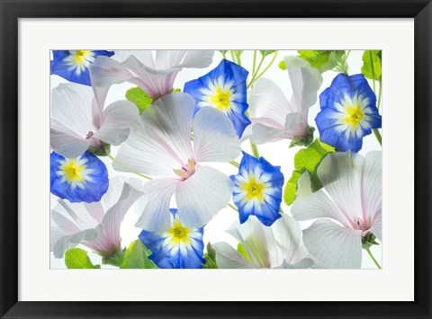 Framed Hybiscus and Blue Ensign flower Print