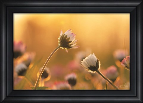 Framed Daisies Print