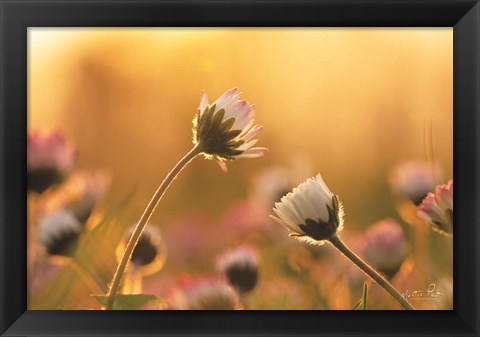 Framed Daisies Print