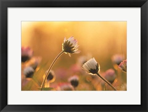 Framed Daisies Print