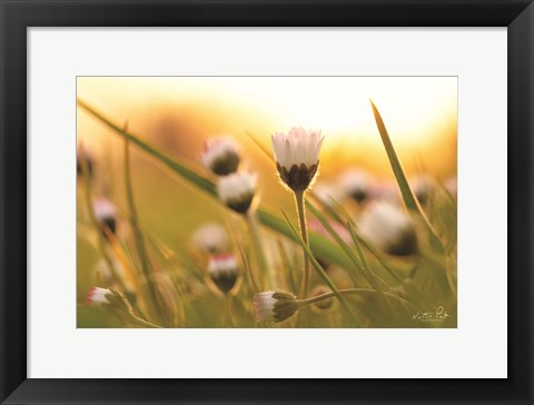 Framed Daisy at Sunset Print