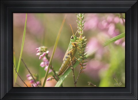 Framed Grasshopper Print