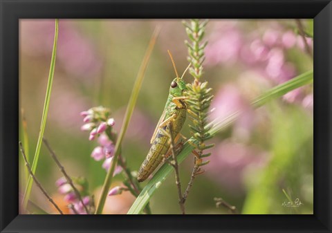 Framed Grasshopper Print