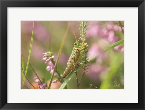 Framed Grasshopper Print