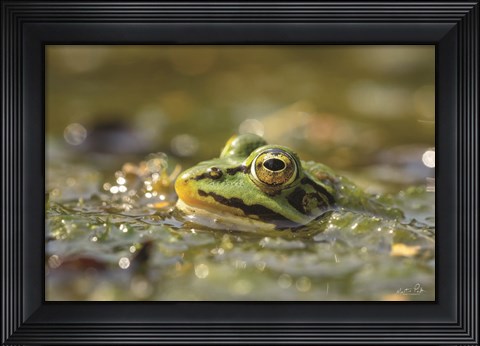 Framed Frog Print