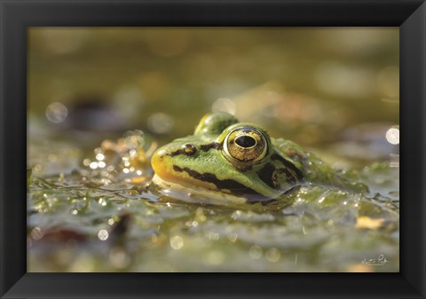 Framed Frog Print