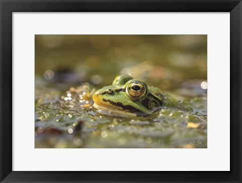 Framed Frog Print