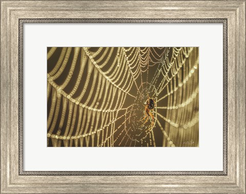 Framed Spider and Her Jewels Print