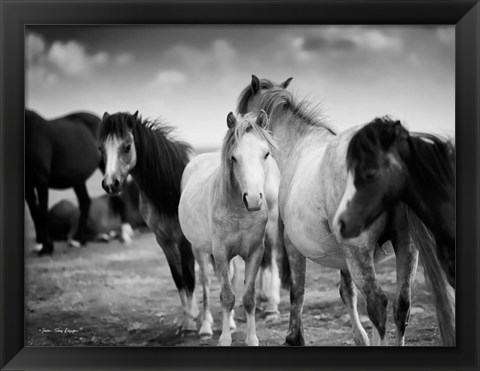 Framed Black &amp; White Horses Print
