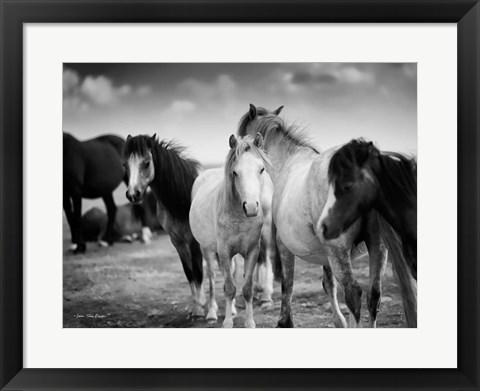 Framed Black &amp; White Horses Print