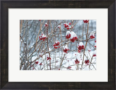 Framed Berries in Winter Print