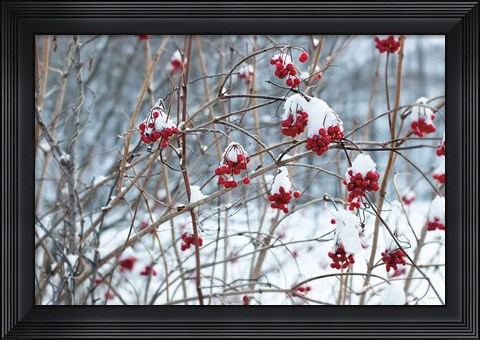 Framed Berries in Winter Print