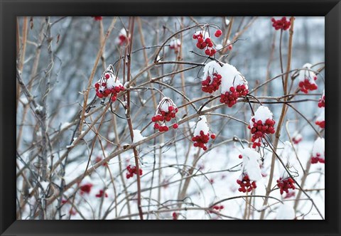 Framed Berries in Winter Print