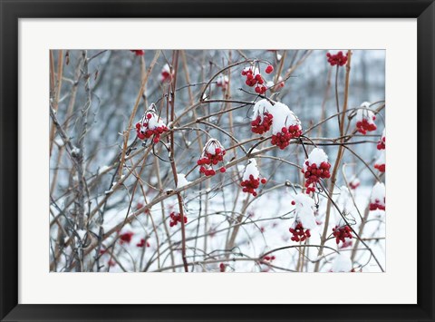 Framed Berries in Winter Print