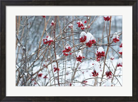 Framed Berries in Winter Print