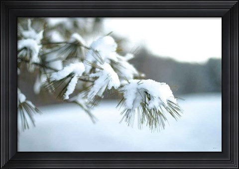 Framed Frosted White Pine Print