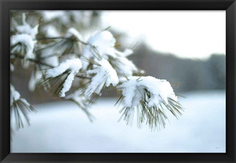 Framed Frosted White Pine Print
